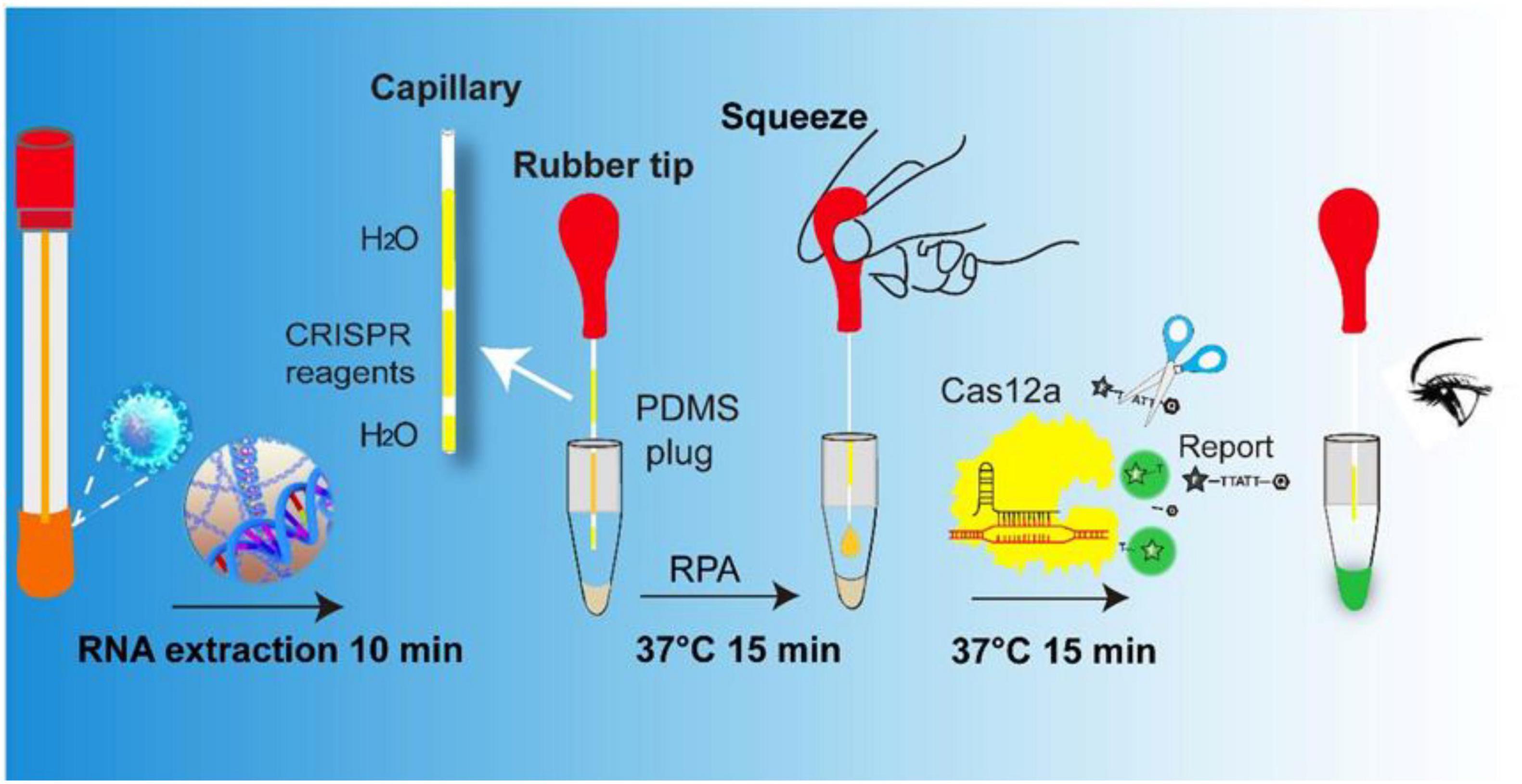 A versatile integrated tube for rapid and visual SARS-CoV-2 detection